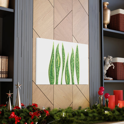 Snake Plant Canvas