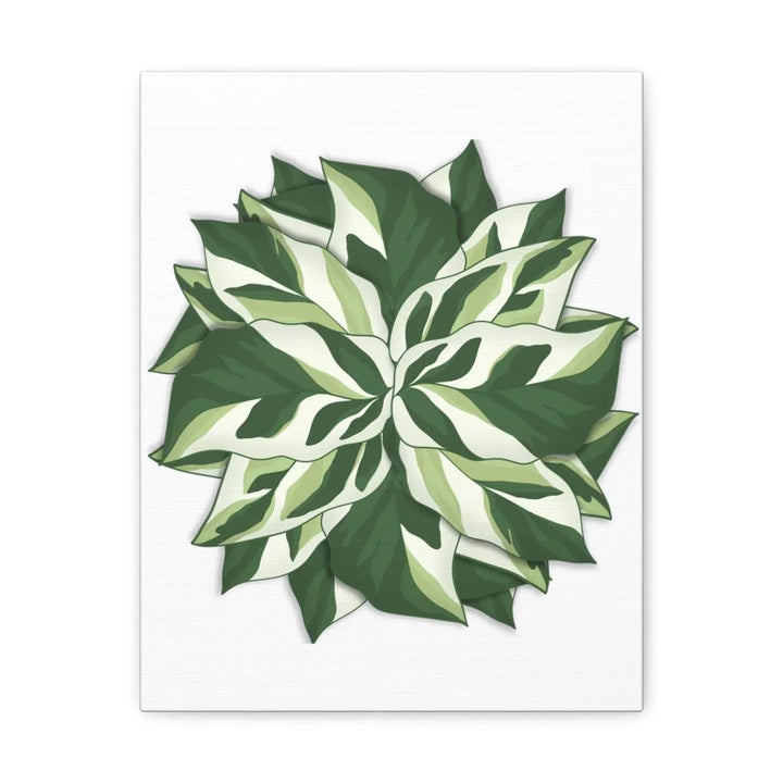 Calathea White Fusion Canvas | Indoor Wall Art - Matte Finish Botanical Canvas Art Print - Laura Christine Photography & Design