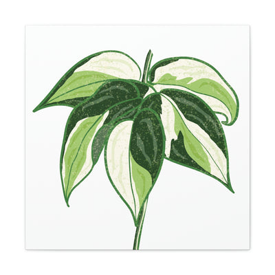 Philodendron 'Cream Splash' 帆布