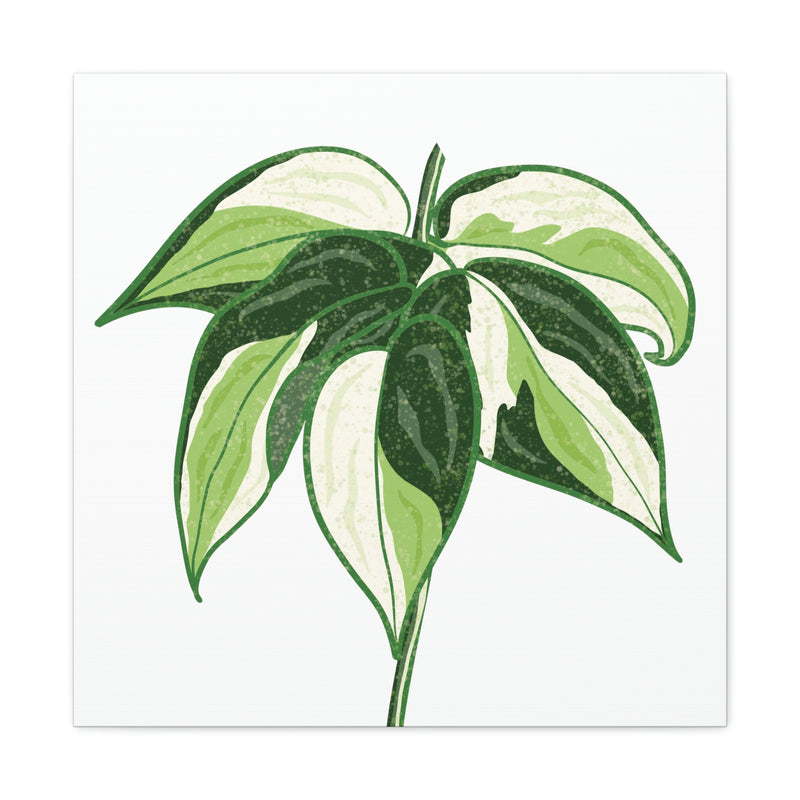 Lienzo Philodendron &