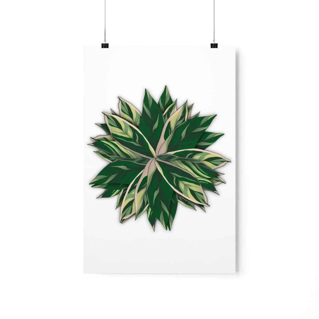 Stromanthe Triostar Print – Tropical Wall Art | Botanical Poster on Museum Grade Paper Unframed