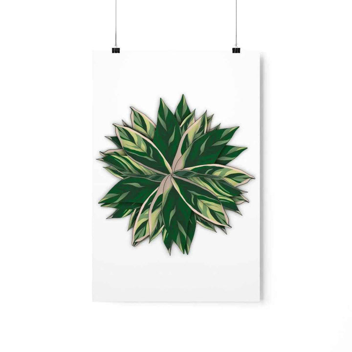 Stromanthe Triostar Print – Tropical Wall Art | Botanical Poster on Museum Grade Paper Unframed