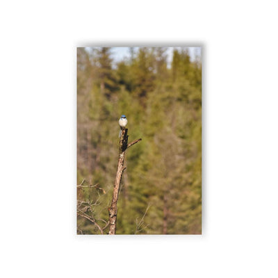 Blue Bird on a Branch - Postcard, 10-pack, Paper products, Laura Christine Photography & Design, Back to School, Home & Living, Indoor, Matte, Paper, Posters, Valentine's Day promotion, Laura Christine Photography & Design, laurachristinedesign.com