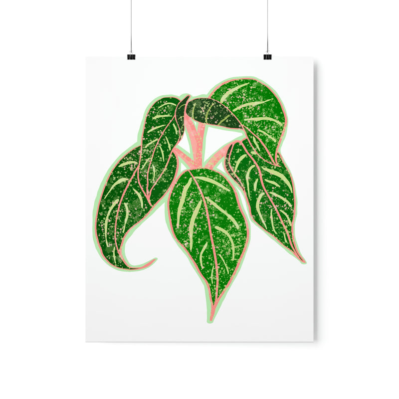 Aglaonema Sparkling Sarah Print