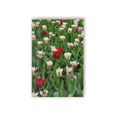 Red & white triumph tulips- Postcard, 10-pack, Paper products, Printify, Back to School, Home & Living, Indoor, Matte, Paper, Posters, Laura Christine Photography & Design, laurachristinedesign.com