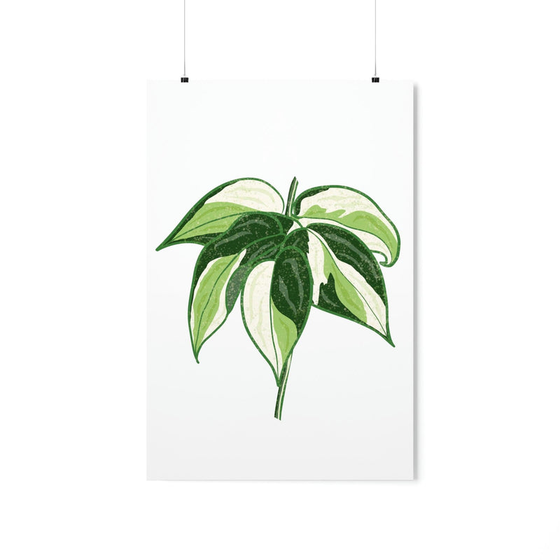 Philodendron &