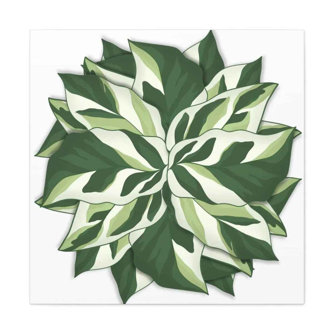 Calathea White Fusion Canvas | Indoor Wall Art - Matte Finish Botanical Canvas Art Print