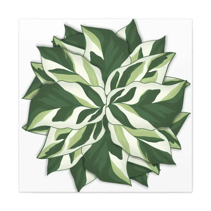 Calathea White Fusion Canvas | Indoor Wall Art - Matte Finish Botanical Canvas Art Print