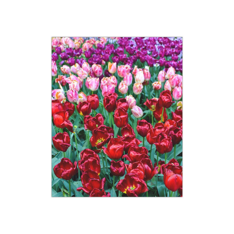 Pink, purple, and red tulips 