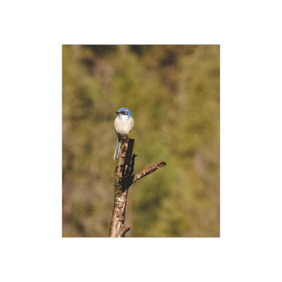 Blue Bird on a Branch - Photo Poster, Poster, Laura Christine Photography & Design, Art & Wall Decor, Home & Living, Paper, Poster, Posters, Laura Christine Photography & Design, laurachristinedesign.com