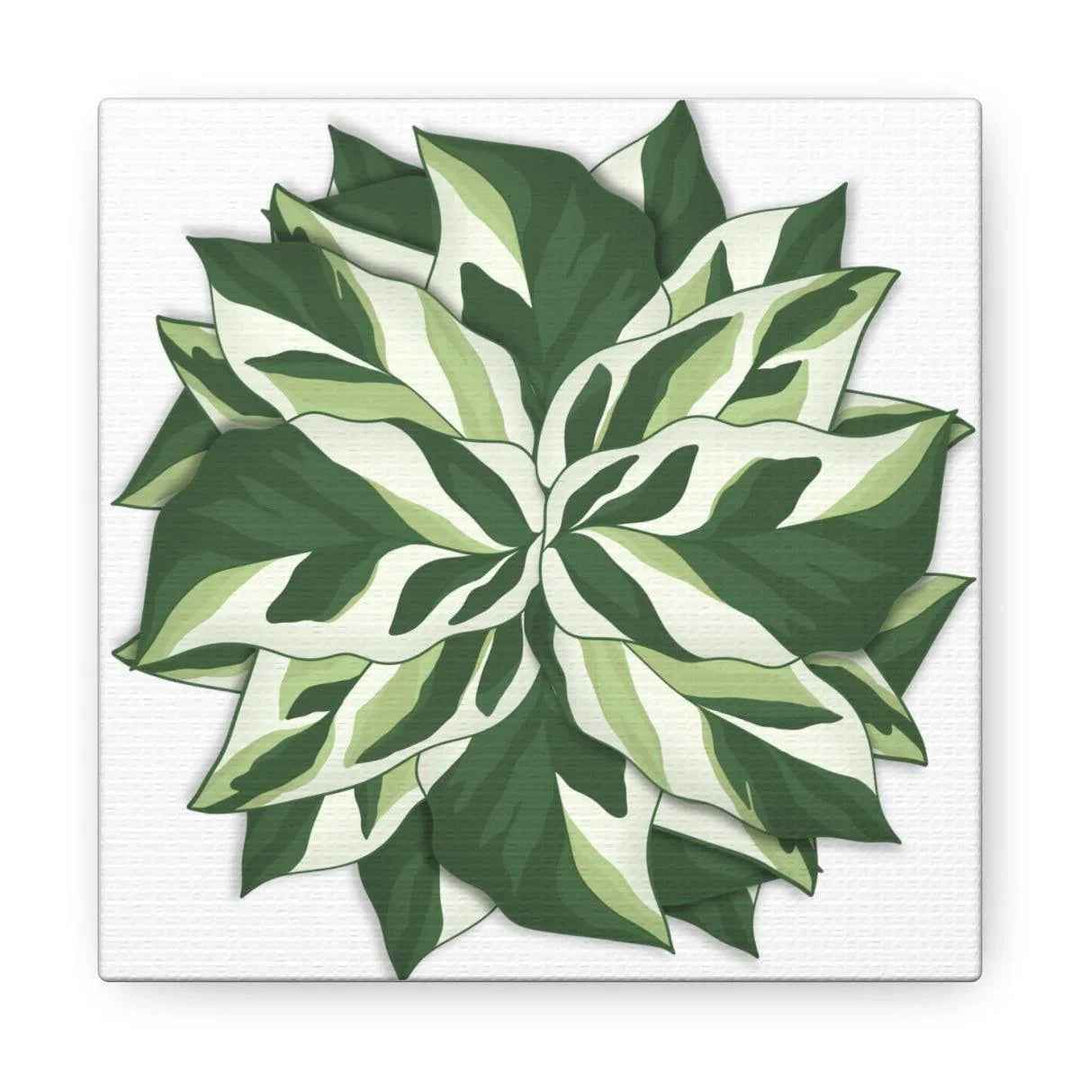 Calathea White Fusion Canvas | Indoor Wall Art - Matte Finish Botanical Canvas Art Print