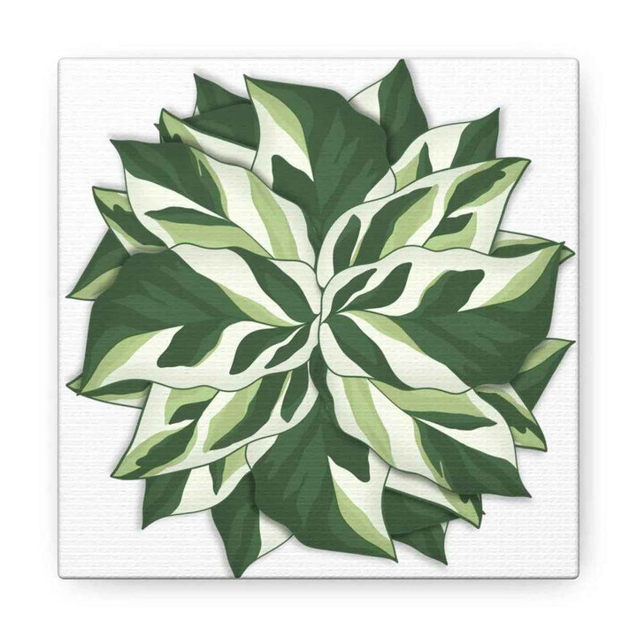 Calathea White Fusion Canvas | Indoor Wall Art - Matte Finish Botanical Canvas Art Print