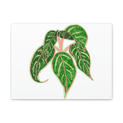 Lienzo Aglaonema Sparkling Sarah Plant