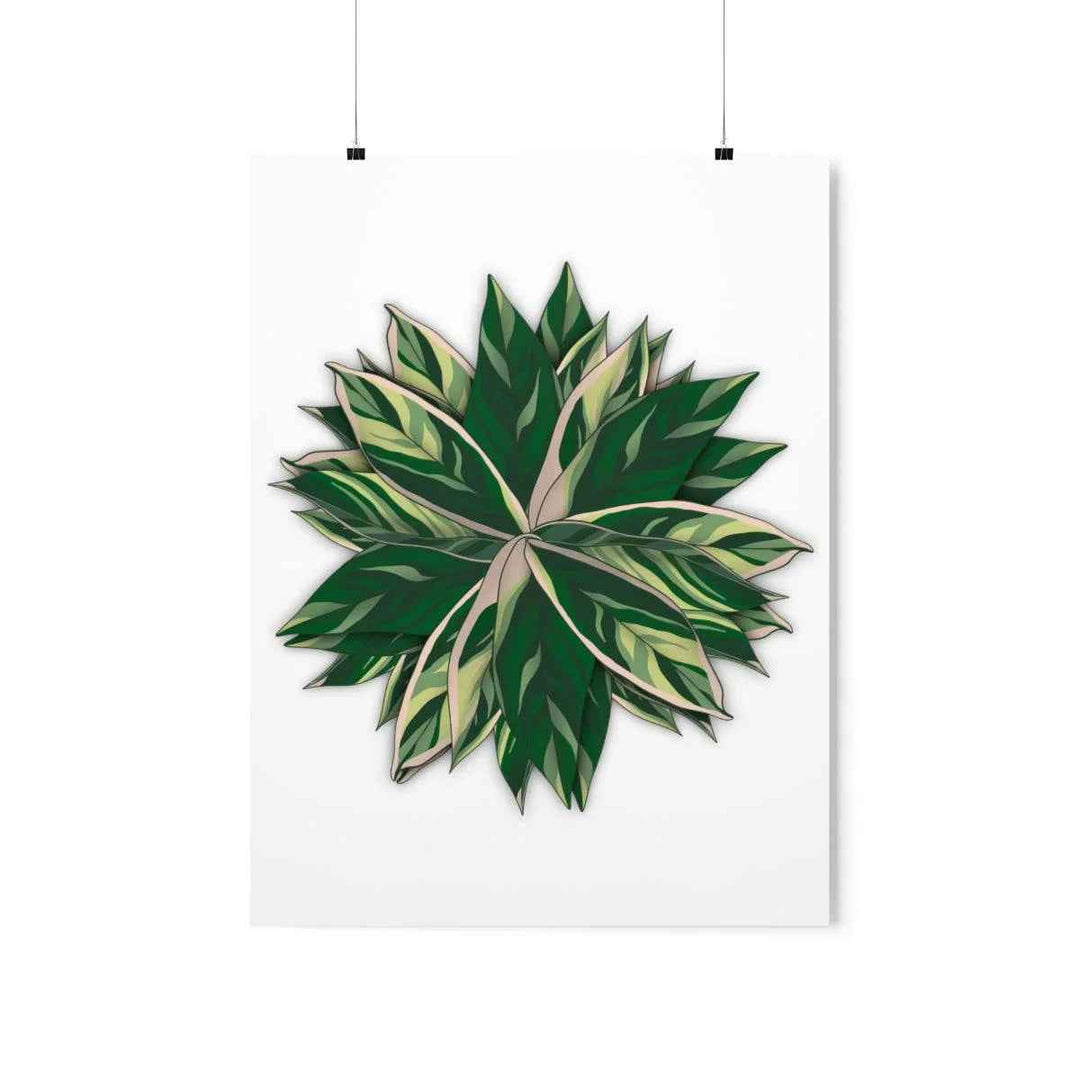 Stromanthe Triostar Print – Tropical Wall Art | Botanical Poster on Museum Grade Paper Unframed