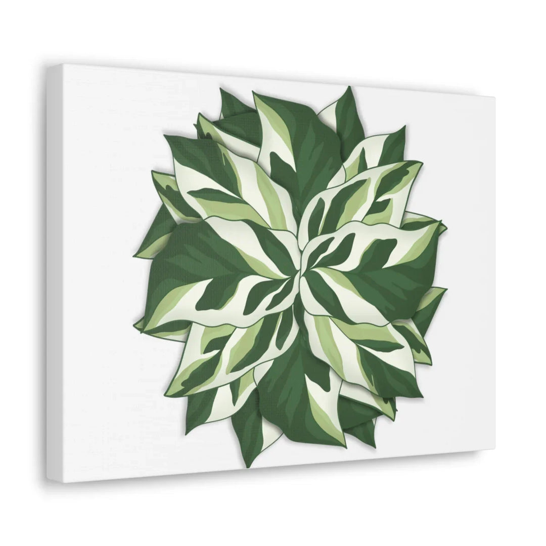 Calathea White Fusion Canvas | Indoor Wall Art - Matte Finish Botanical Canvas Art Print - Laura Christine Photography & Design