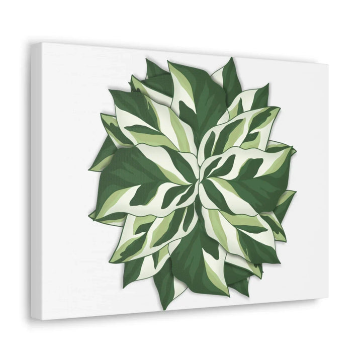 Calathea White Fusion Canvas | Indoor Wall Art - Matte Finish Botanical Canvas Art Print - Laura Christine Photography & Design
