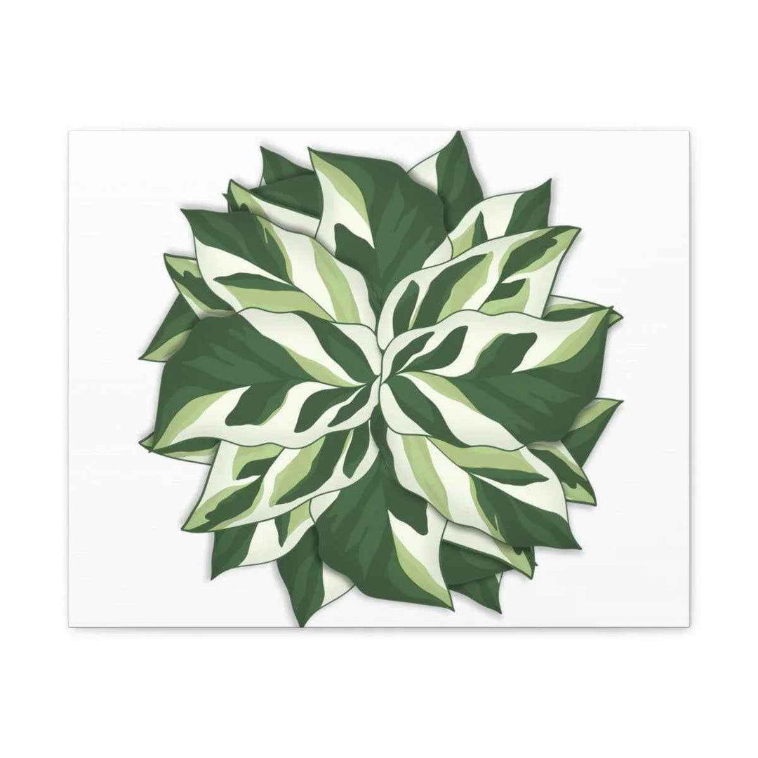Calathea White Fusion Canvas | Indoor Wall Art - Matte Finish Botanical Canvas Art Print