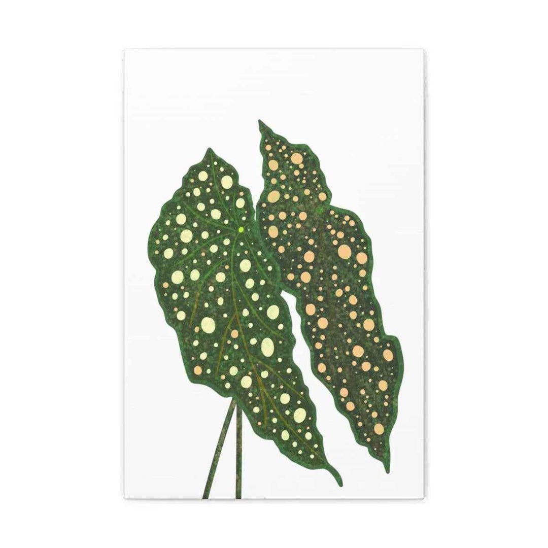 Begonia Maculata Canvas | Premium Canvas Art Print - Matte Finish, Durable Wall Decor