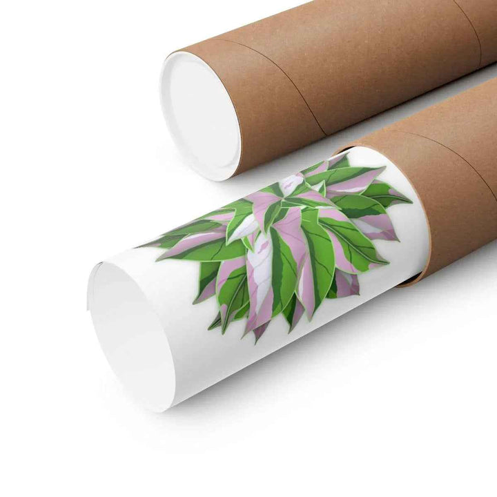 Tricolor Syngonium Print - Botanical Poster on Museum Grade Paper | Archival Ink Unframed