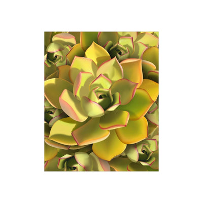 Noble Aeonium Succulent Pattern Print, Poster, Printify, Back to School, Home & Living, Indoor, Matte, Paper, Posters, Valentine's Day promotion, Laura Christine Photography & Design, laurachristinedesign.com