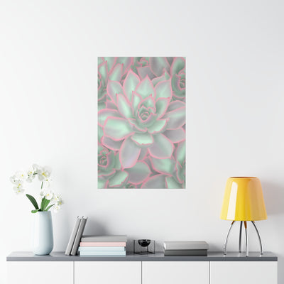 Echeveria Violet Queen Succulent Print