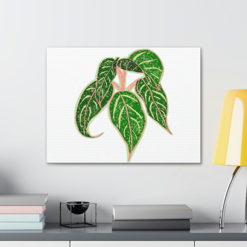 Lienzo Aglaonema Sparkling Sarah Plant