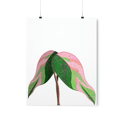 Pink Princess Philodendron Print