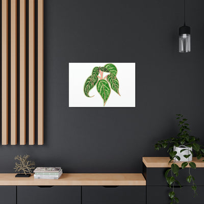 Aglaonema Sparkling Sarah Plant Canvas