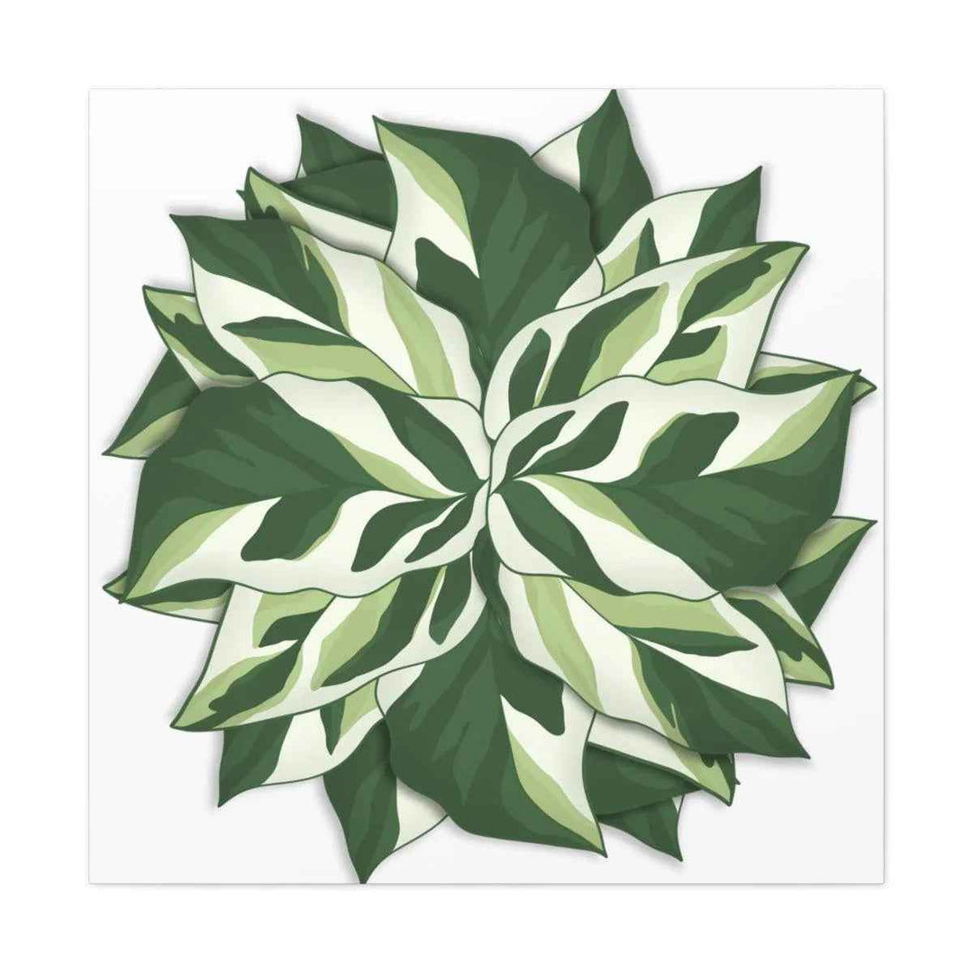 Calathea White Fusion Canvas | Indoor Wall Art - Matte Finish Botanical Canvas Art Print