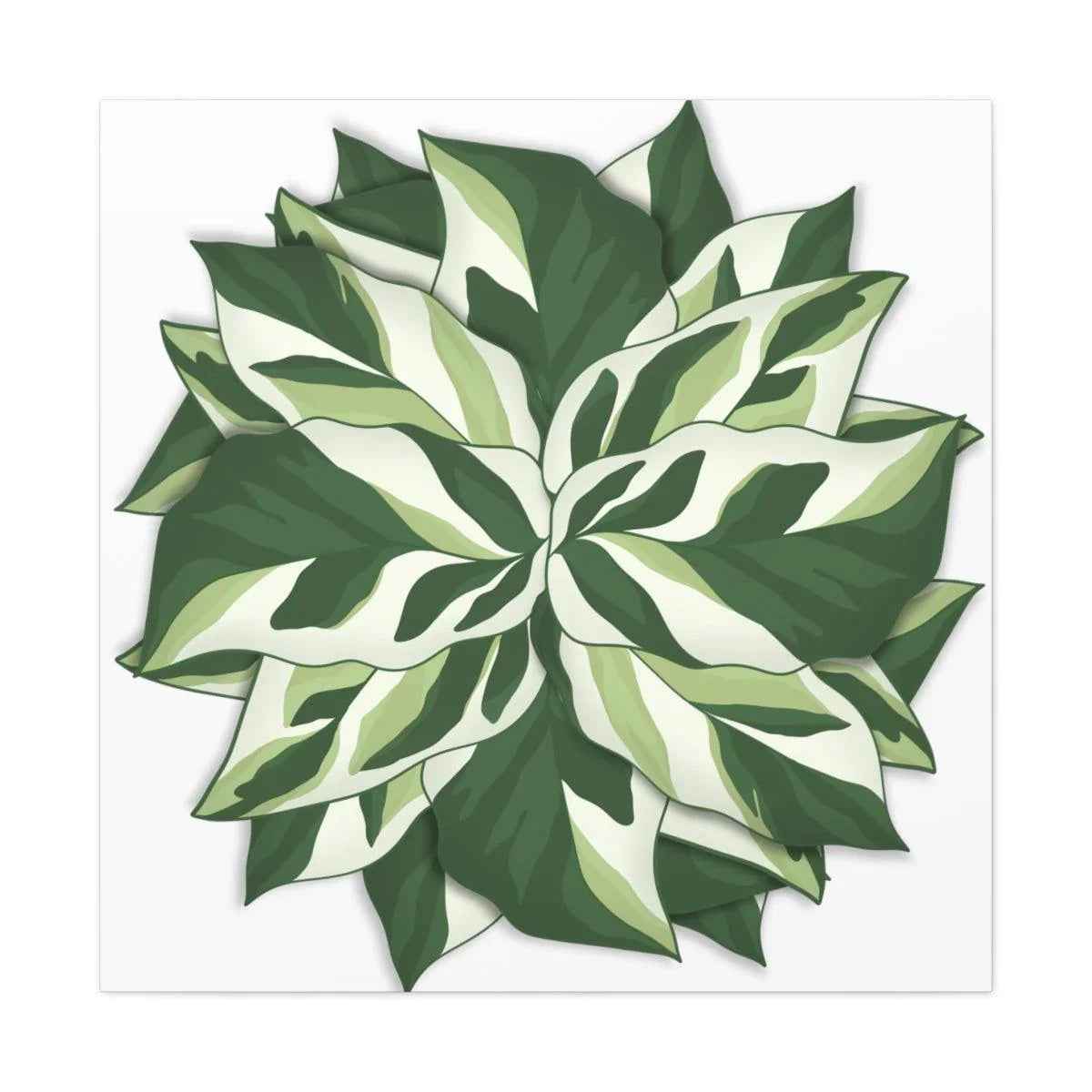 Calathea White Fusion Canvas | Indoor Wall Art - Matte Finish Botanical Canvas Art Print