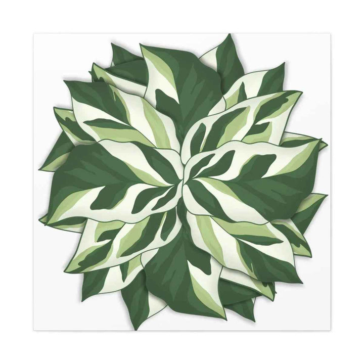 Calathea White Fusion Canvas | Indoor Wall Art - Matte Finish Botanical Canvas Art Print