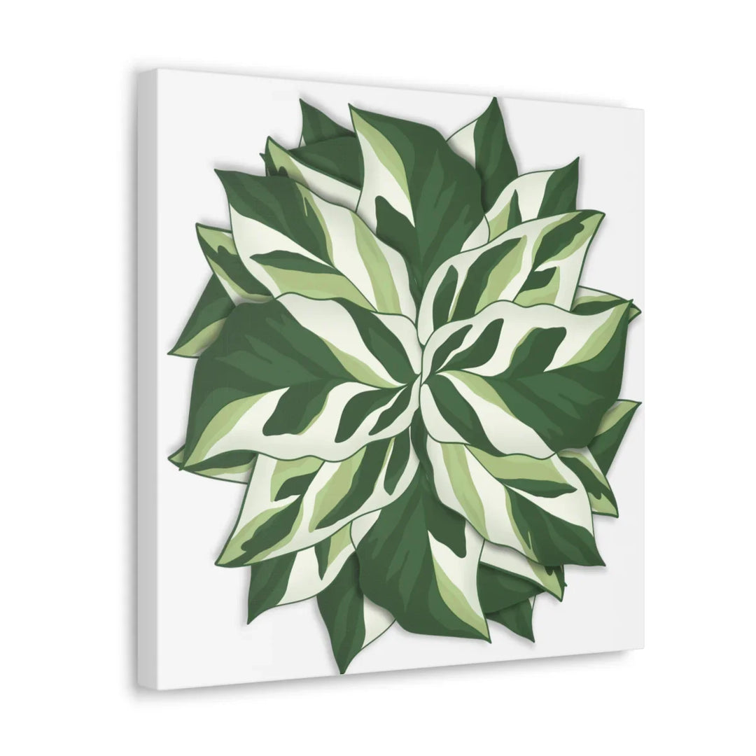 Calathea White Fusion Canvas | Indoor Wall Art - Matte Finish Botanical Canvas Art Print - Laura Christine Photography & Design