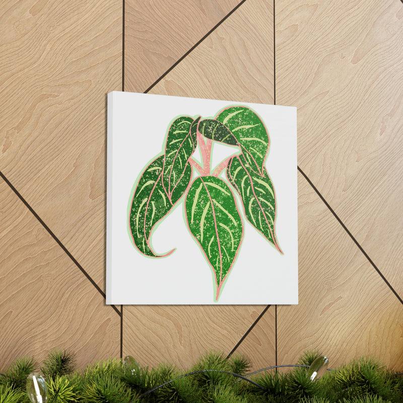 Aglaonema Sparkling Sarah Plant Canvas