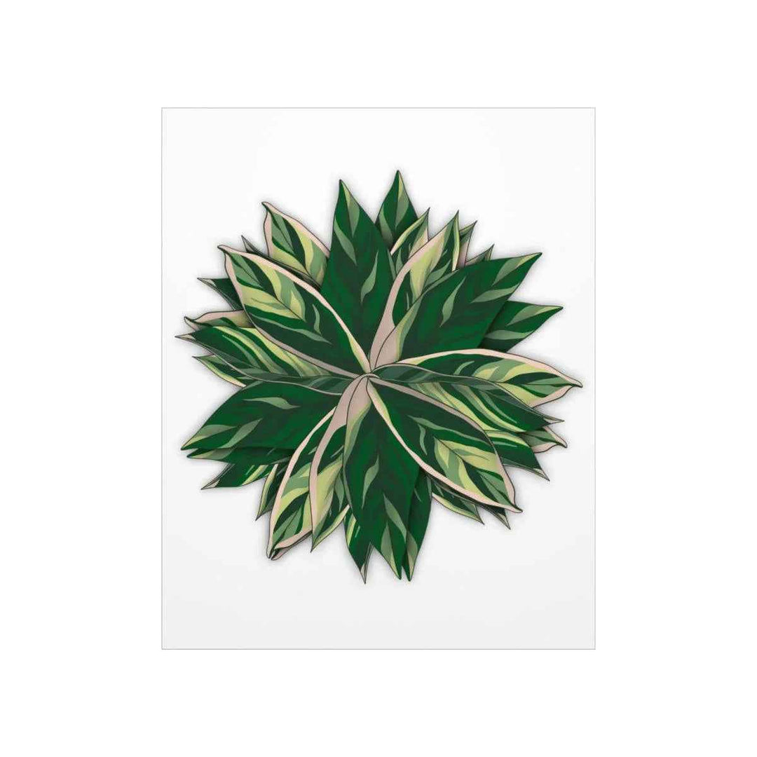 Stromanthe Triostar Print – Tropical Wall Art | Botanical Poster on Museum Grade Paper Unframed