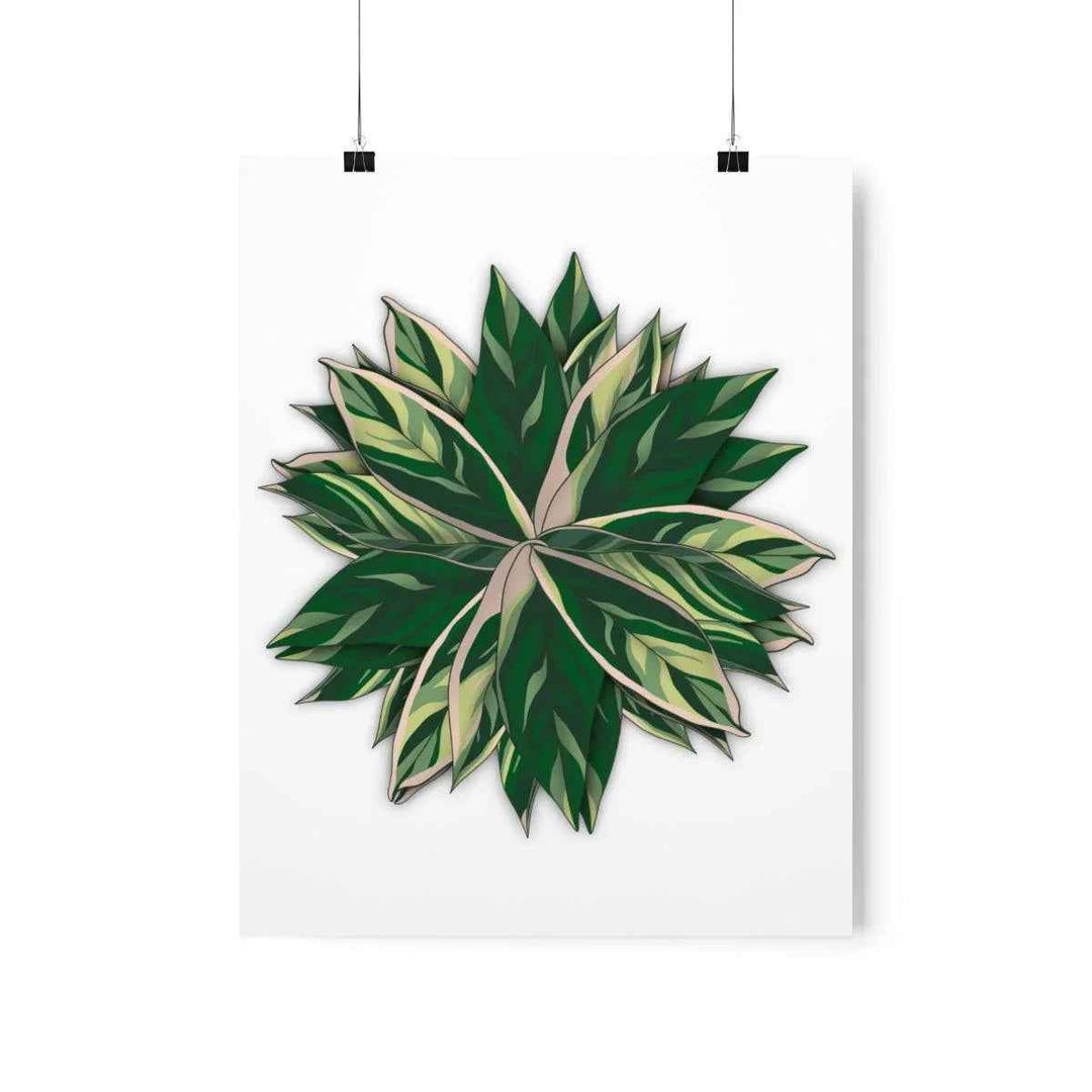 Stromanthe Triostar Print – Tropical Wall Art | Botanical Poster on Museum Grade Paper Unframed