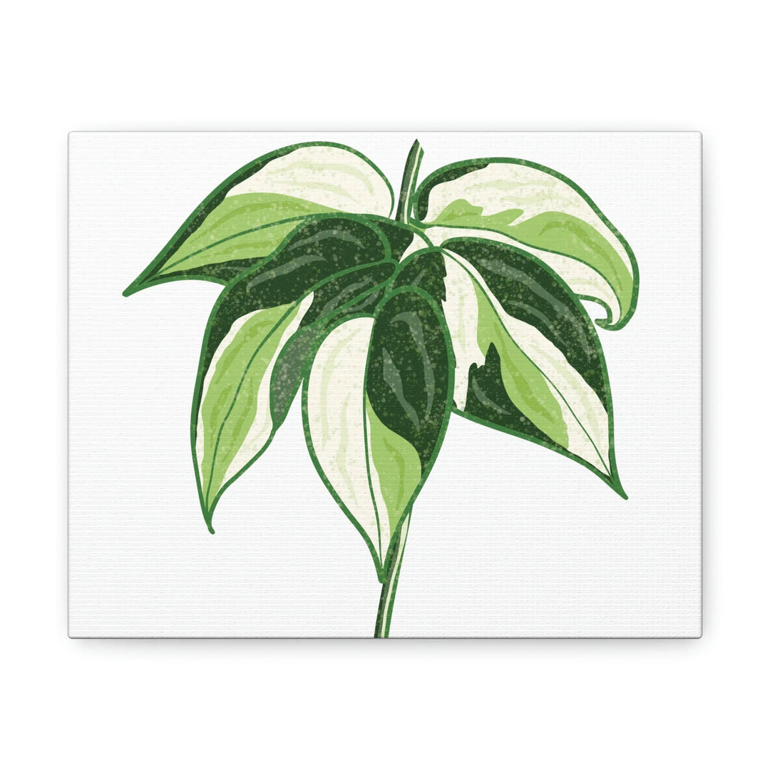 Philodendron Canvas Print - Cream Splash Variegated Plant Art on Matte Cotton Canvas