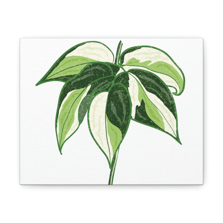 Philodendron Canvas Print - Cream Splash Variegated Plant Art on Matte Cotton Canvas