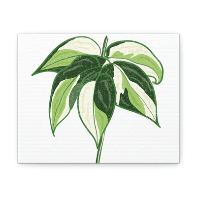 Philodendron 'Cream Splash' Canvas