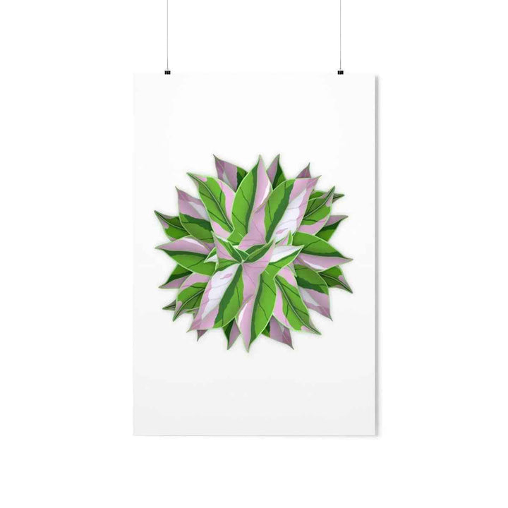 Tricolor Syngonium Print - Botanical Poster on Museum Grade Paper | Archival Ink Unframed