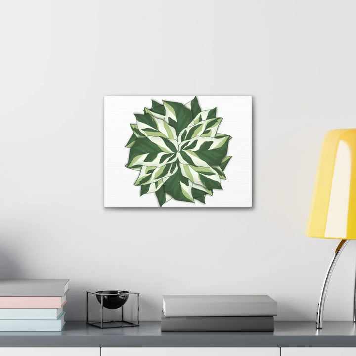 Calathea White Fusion Canvas | Indoor Wall Art - Matte Finish Botanical Canvas Art Print - Laura Christine Photography & Design