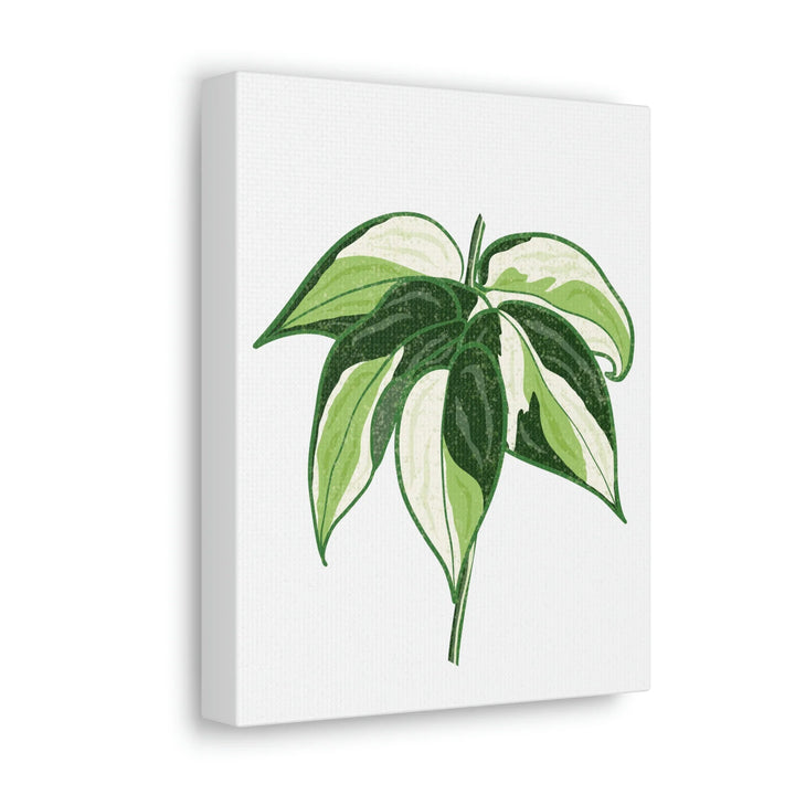 Philodendron Canvas Print - Cream Splash Variegated Plant Art on Matte Cotton Canvas