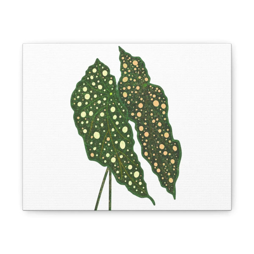 Begonia Maculata Canvas | Premium Canvas Art Print - Matte Finish, Durable Wall Decor - Laura Christine Photography & Design