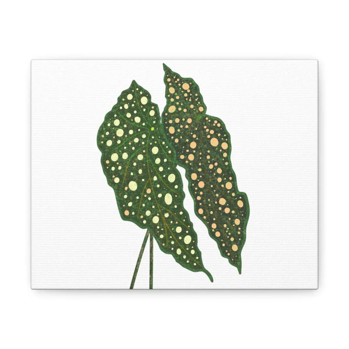 Begonia Maculata Canvas | Premium Canvas Art Print - Matte Finish, Durable Wall Decor - Laura Christine Photography & Design