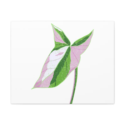 Syngonium Tricolor Canvas