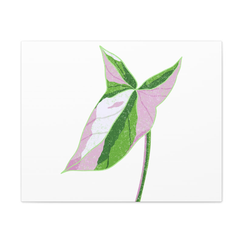 Syngonium Tricolor Canvas