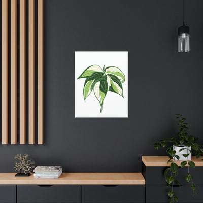 Philodendron 'Cream Splash' Canvas