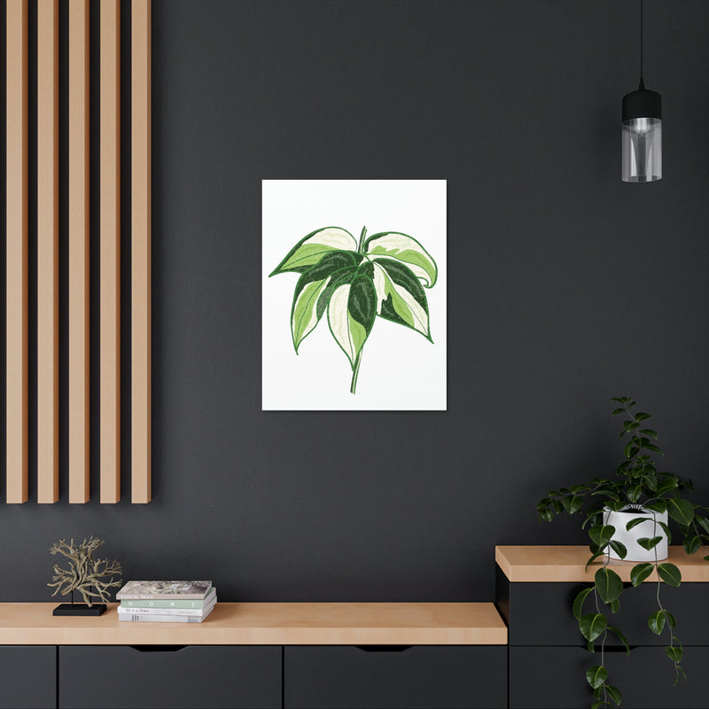 Philodendron &