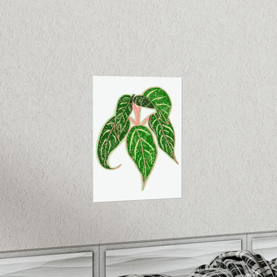 Aglaonema Sparkling Sarah Print