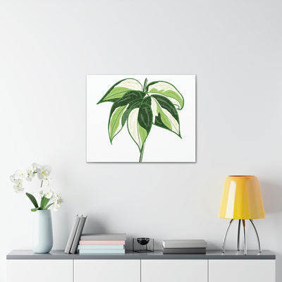 Philodendron 'Cream Splash' Canvas