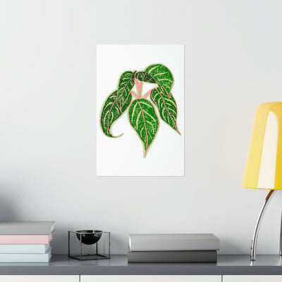 Aglaonema Sparkling Sarah Print